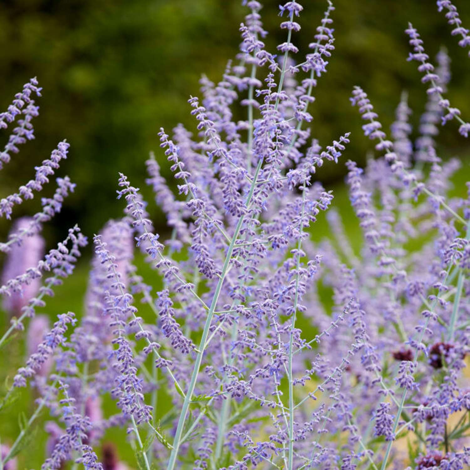Sulkapiiska 'Blue Spire' (Perovskia atriplicifolia)